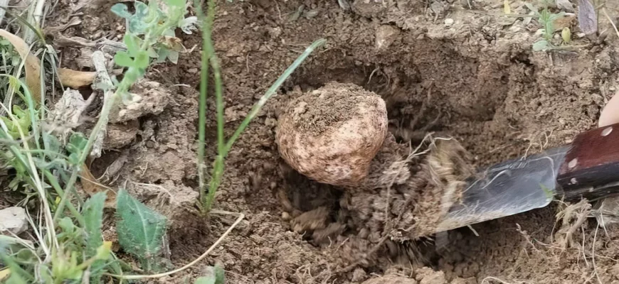 Трюфель в земле