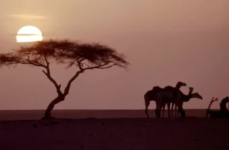 Самое одинокое дерево