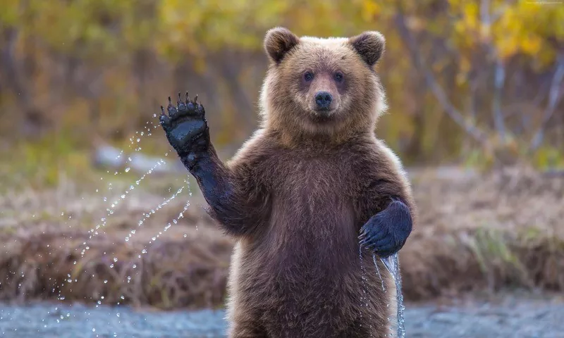 Медведь на Новгородчине