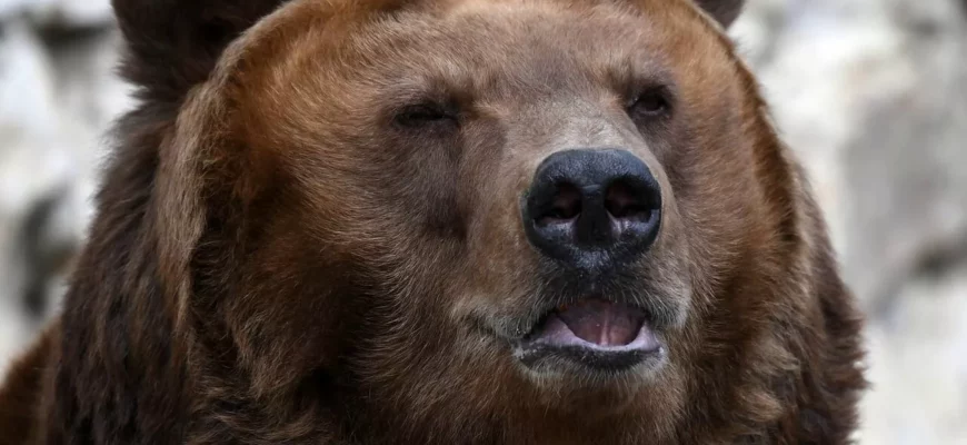 Запрет медвежьих потех
