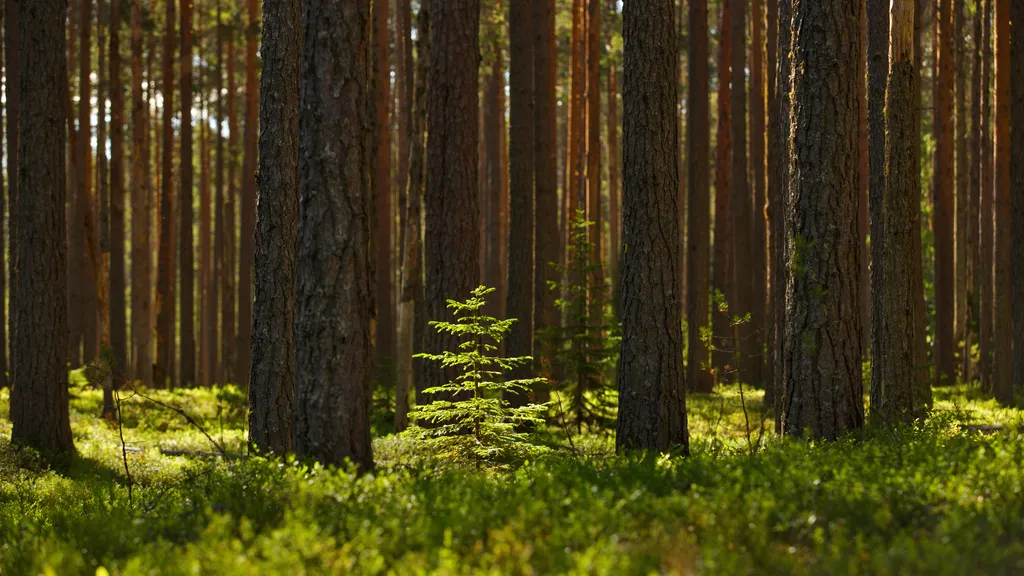 Природа заповедника Кивач