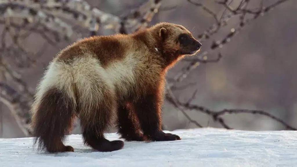 Росомаха
