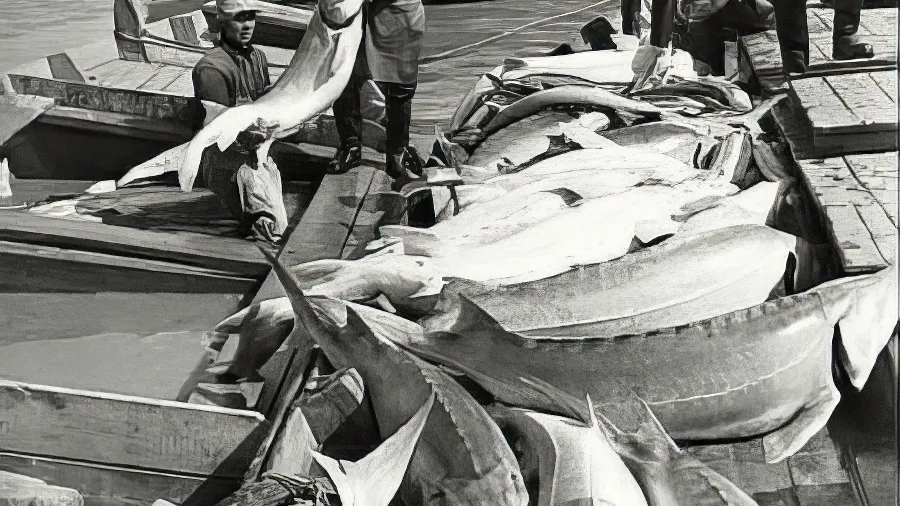 Рыба Аральского моря Рыба в Муйнакском рыбзаводе