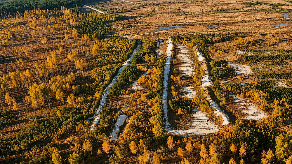 Рыжий лес