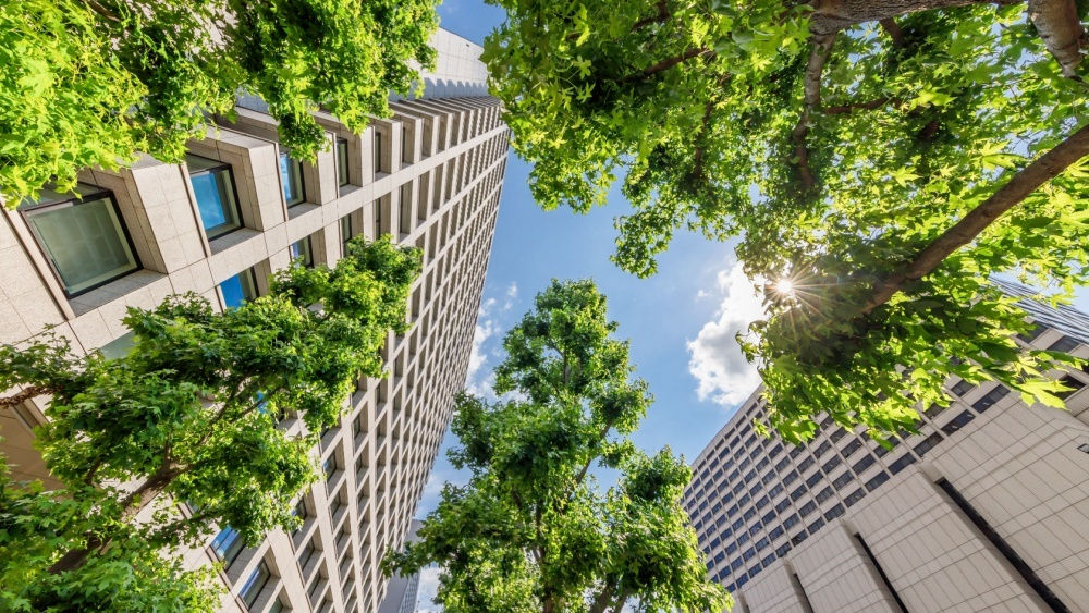 Городская зелень