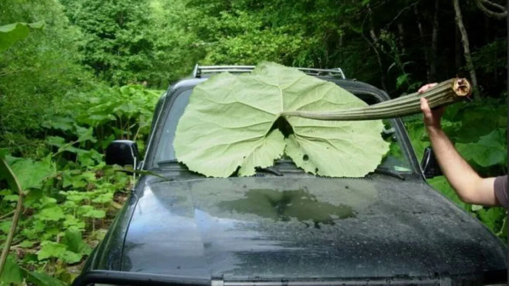 Лопух на машине