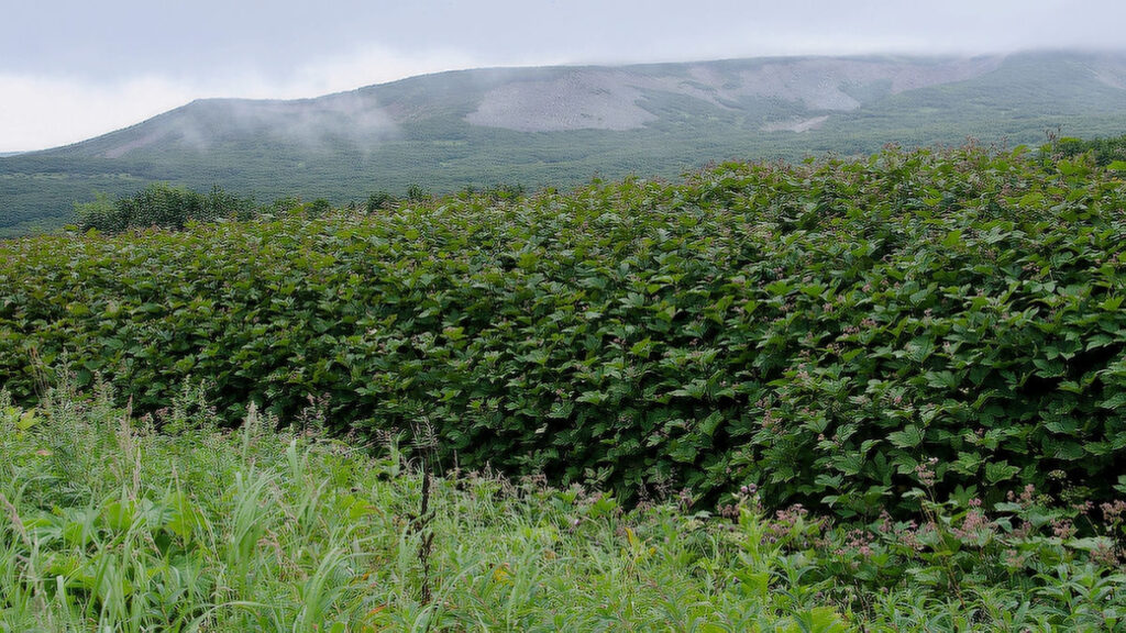 шеломайник