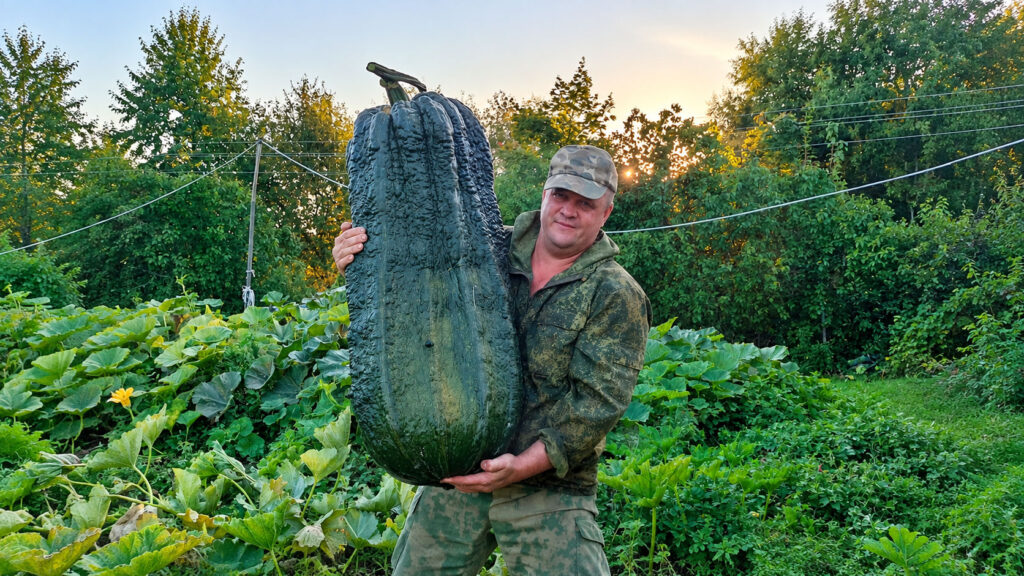 Кабачок
